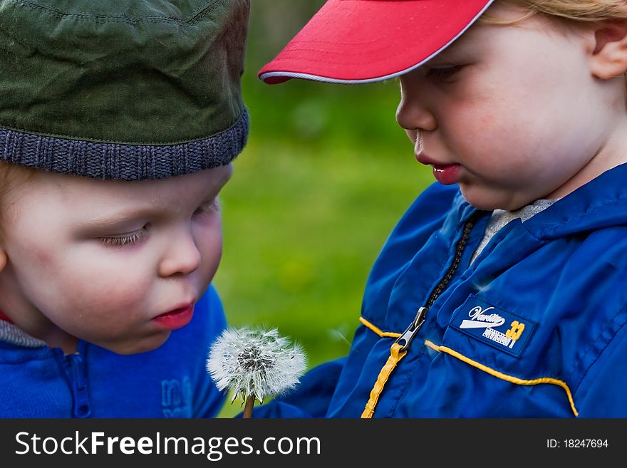 Two young toddler boys blowing a dandelion. Two young toddler boys blowing a dandelion.