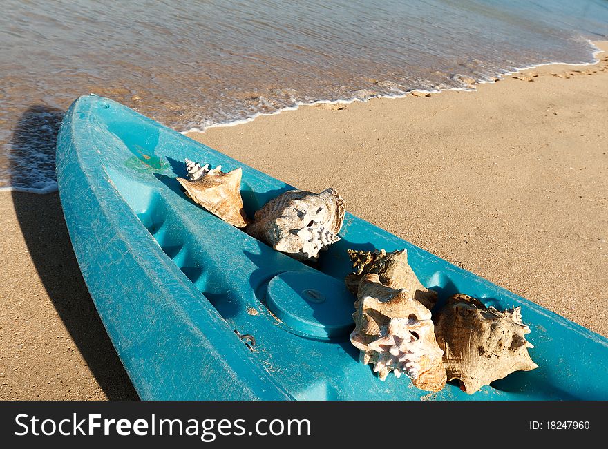 Seashells in a kayak on a tropical beach