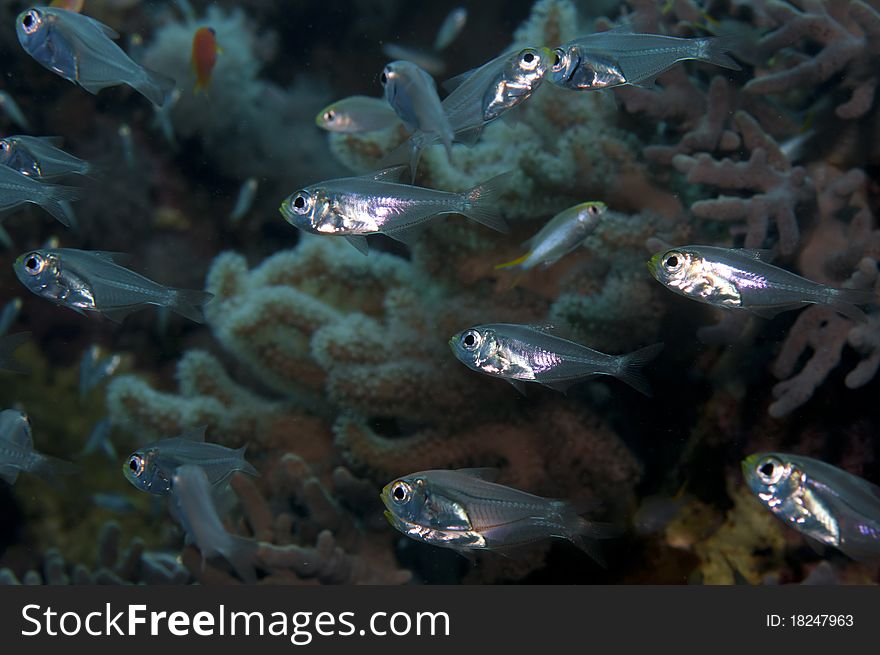 Glass fish in the red sea