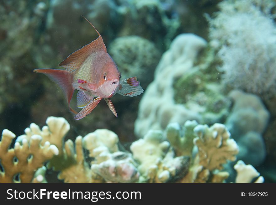 Purple anthea fish in the Red sea