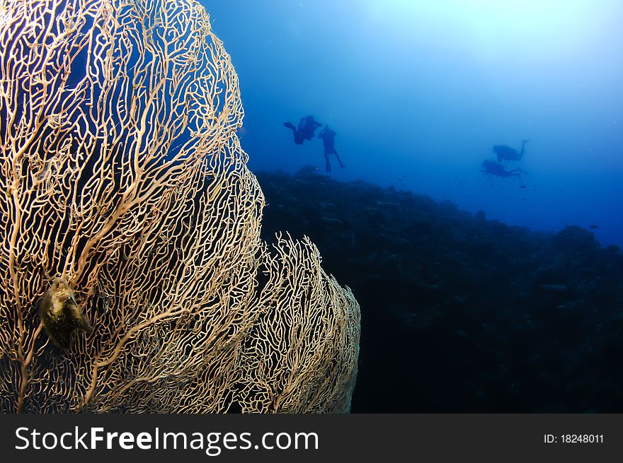 Gorgonian sea fan and sillhouetted divers in ocean