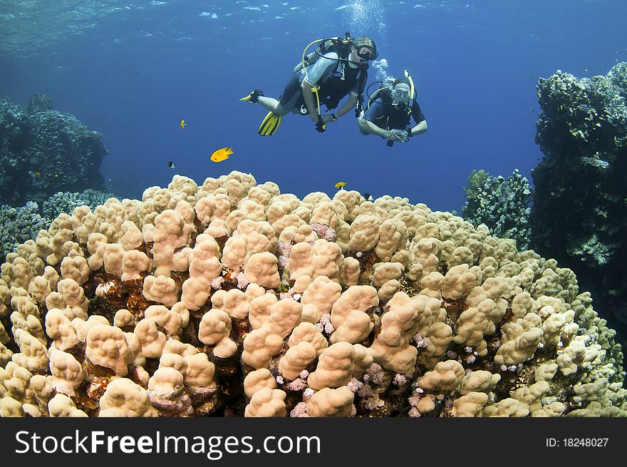 Scuba divers swim in background and red coral in the forground. Scuba divers swim in background and red coral in the forground