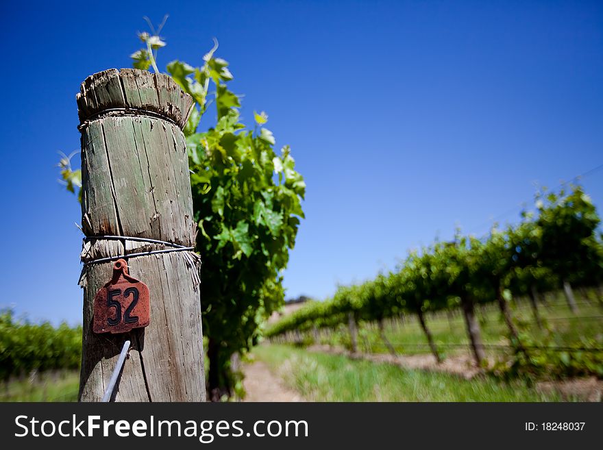 Focus on Vine Post with row of vines in the background. Focus on Vine Post with row of vines in the background