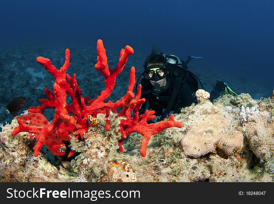 Scuba divers swim in background and red coral in the forground. Scuba divers swim in background and red coral in the forground