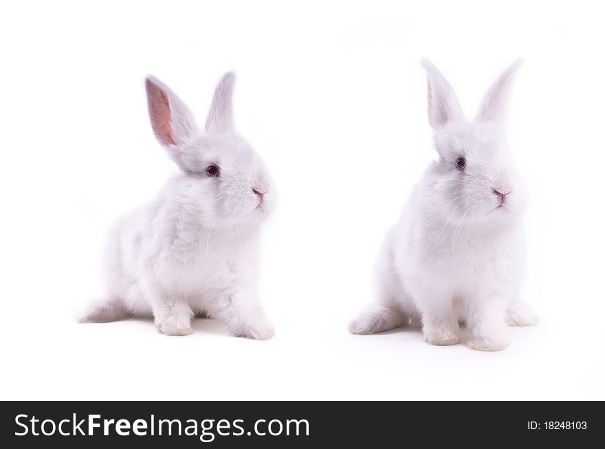 Little rabbit on a white background isolation
