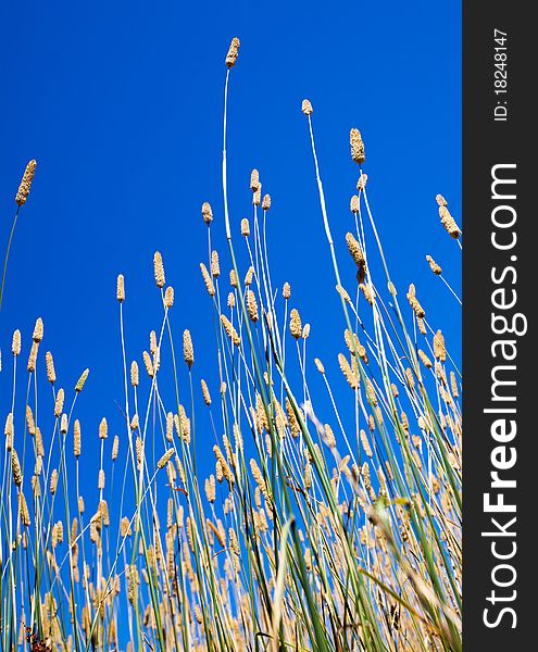 Long grass in front of clear blue sky. Long grass in front of clear blue sky