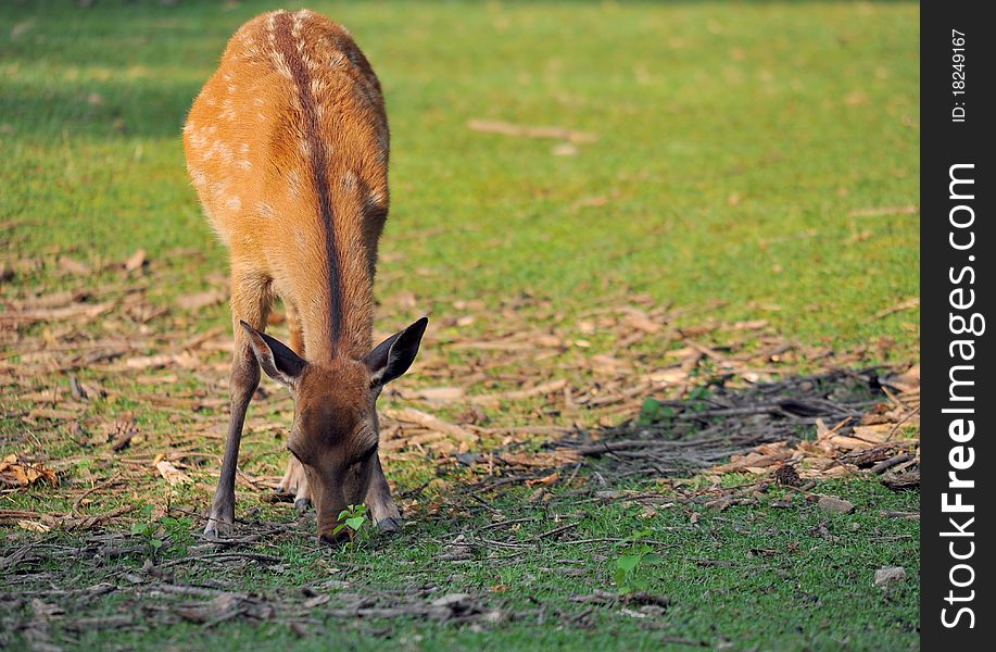 Sika deer Nara japam wandering free