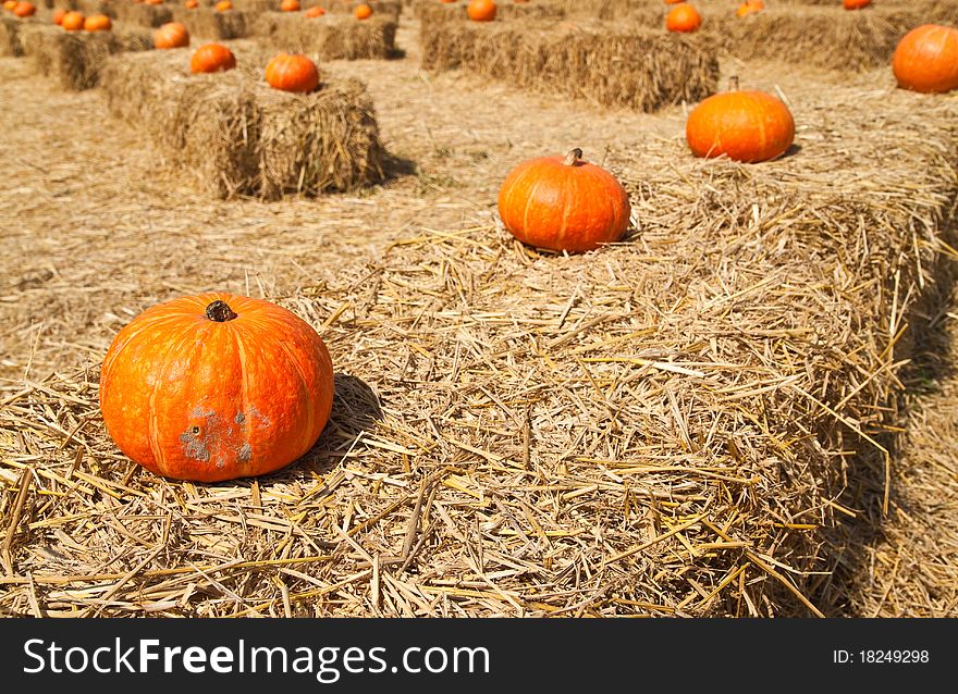 Row Of  Pumpkins On The Straw