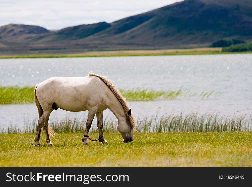 The white horse, grazed one in area against lake and mountains. The white horse, grazed one in area against lake and mountains