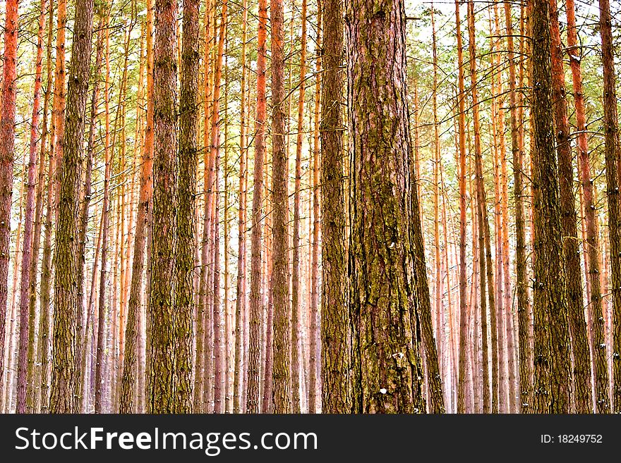 Spring landscape of young grey forest with green trees