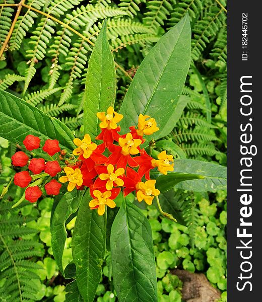 Lantana CR