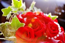 Sun Rays Shining On Beautiful Blood Red Roses Royalty Free Stock Image Sun Rays Shining On Beautiful Blood Red Roses Royalty Free Stock Image