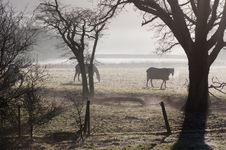 Horses In Morning Mist Royalty Free Stock Images Horses In Morning Mist Royalty Free Stock Images