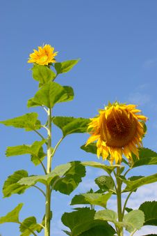Few Sunflower Stock Photography Few Sunflower Stock Photography