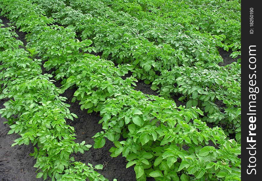 Organically cultivated plantation of potato. Organically cultivated plantation of potato