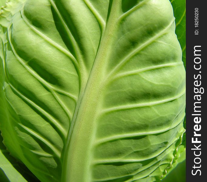 leaf of the green cabbage. leaf of the green cabbage