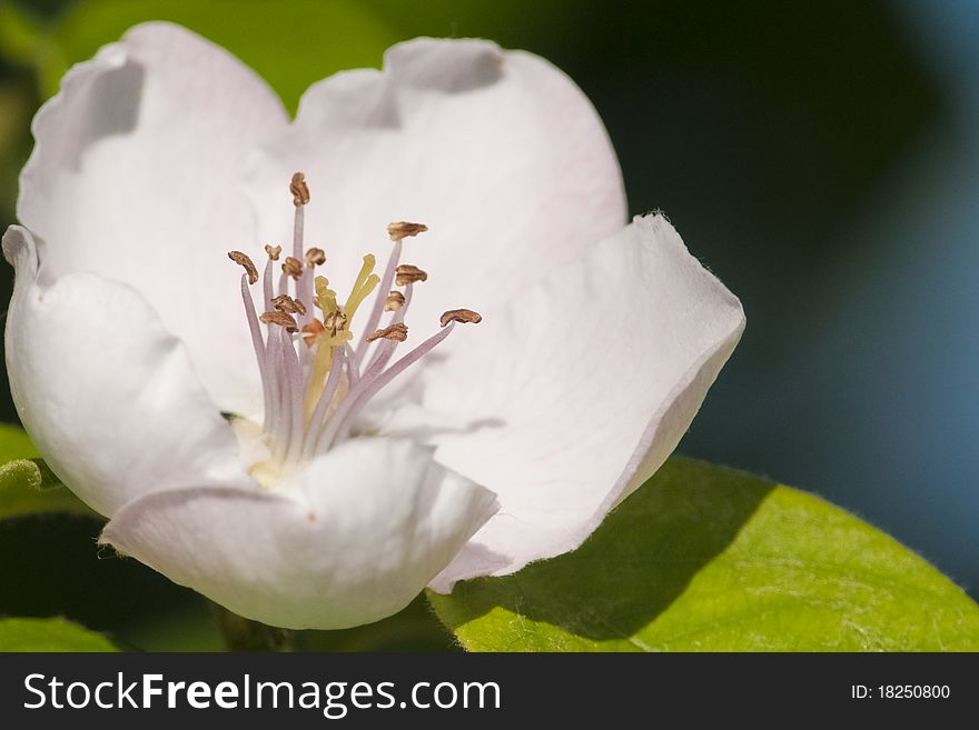 Quince tree flower in spring