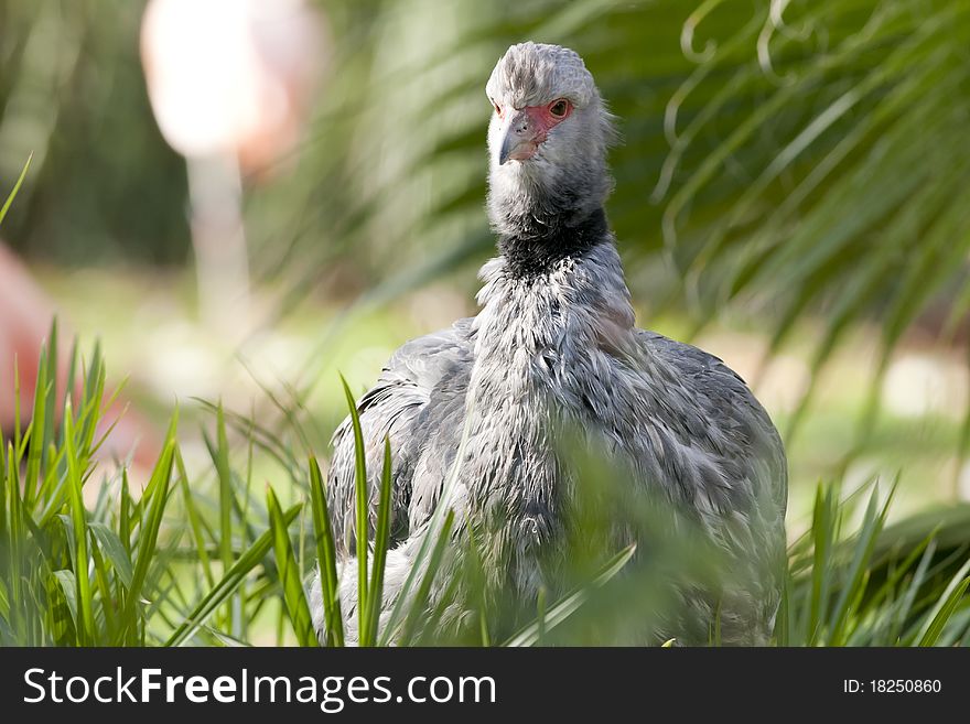 Crested Or Southern Screamer