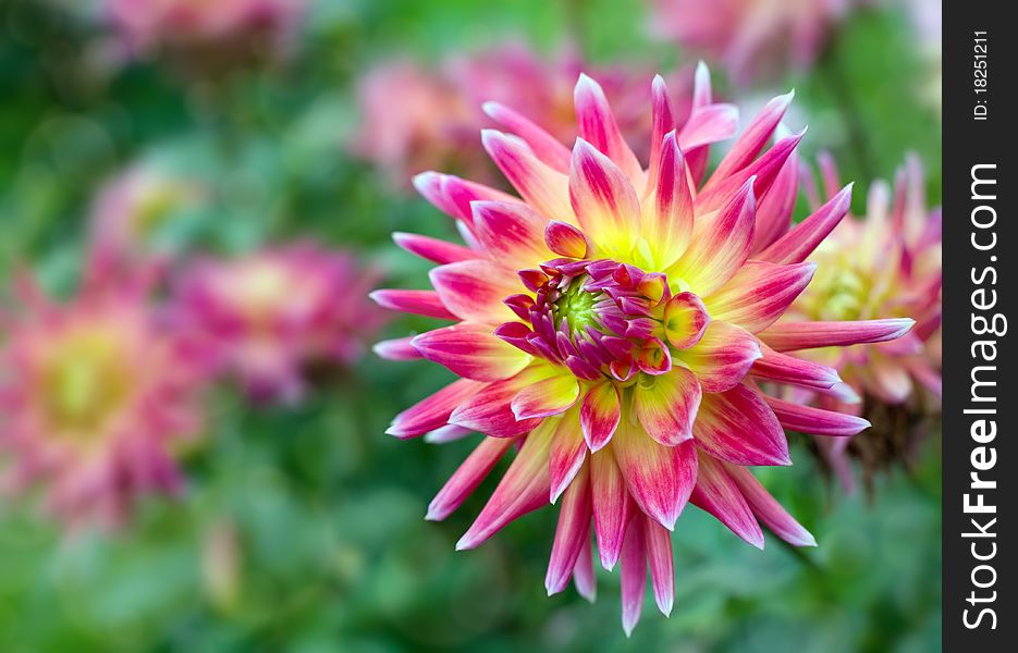 Blooming red and yellow dahlia. Blooming red and yellow dahlia