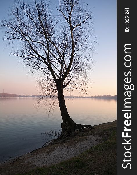 Tree by the lake at sunset