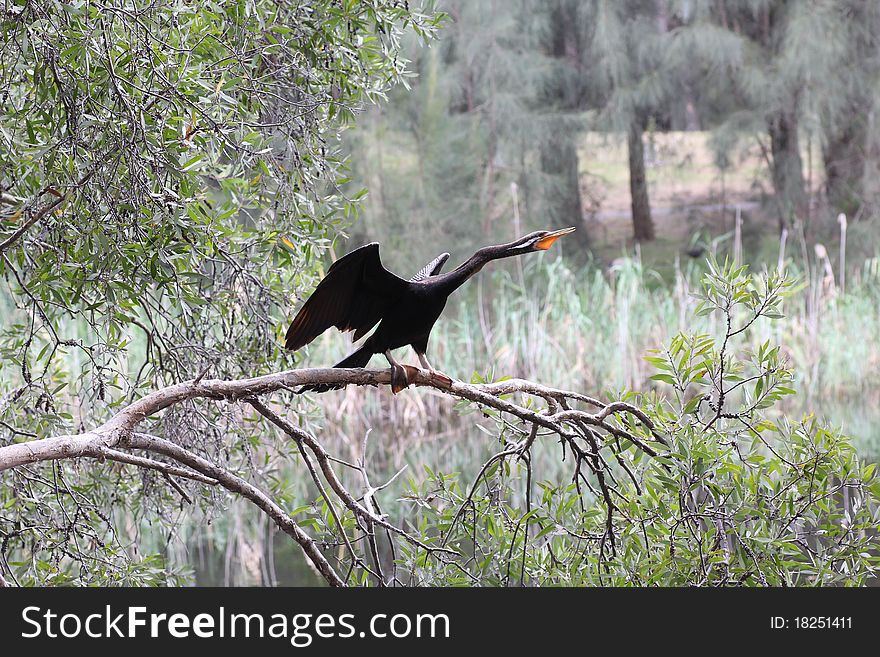 Australian darter - Anhinga Novaehollandiae - drying its wings while perched on a gum tree over water. Australian darter - Anhinga Novaehollandiae - drying its wings while perched on a gum tree over water