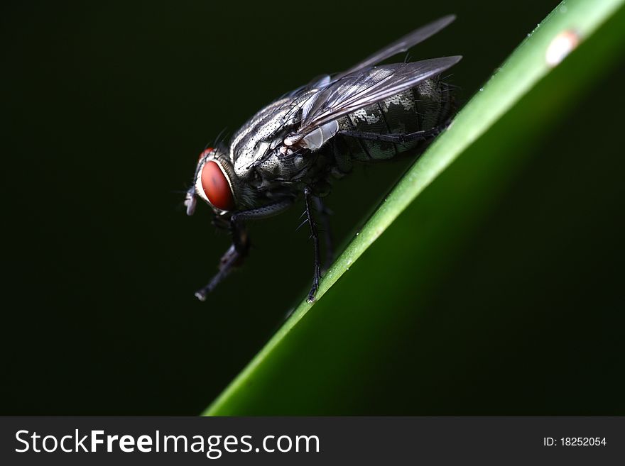 House Fly, Musca domestica sp. - Lateral View