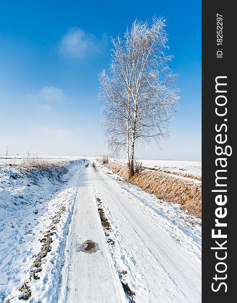 Photo of winter road and frozen tree landscape