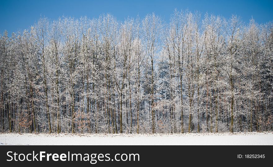 Frozen forest with blue sky above panorama