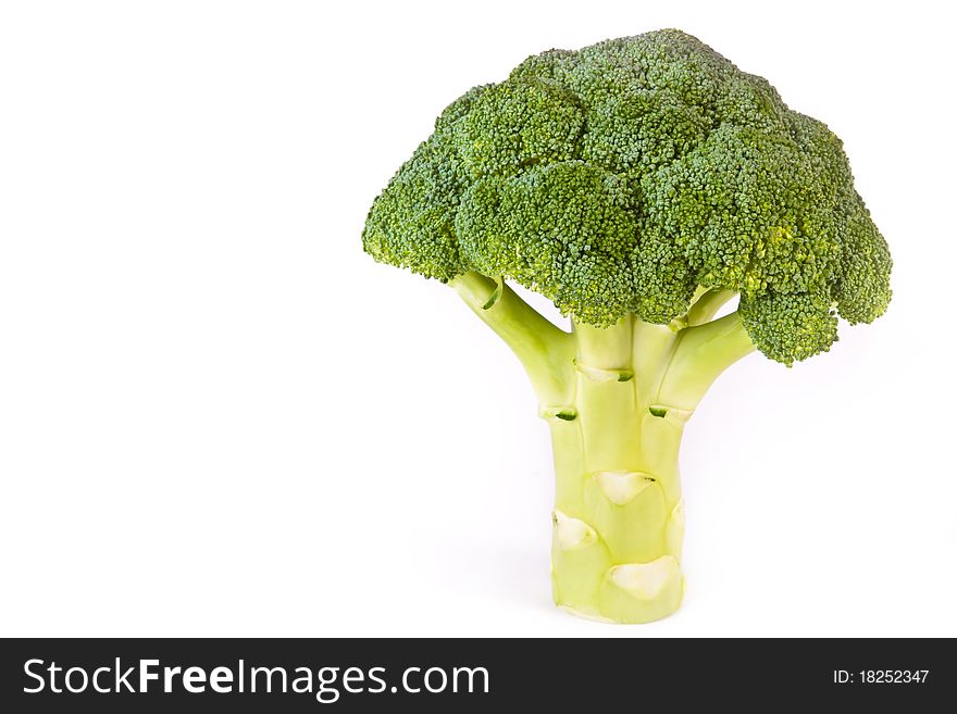 Broccoli head like a tree across white