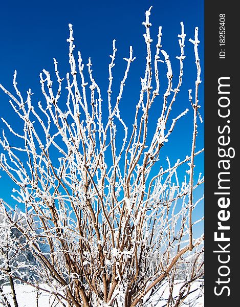 Photo of frozen tree branch in the winter