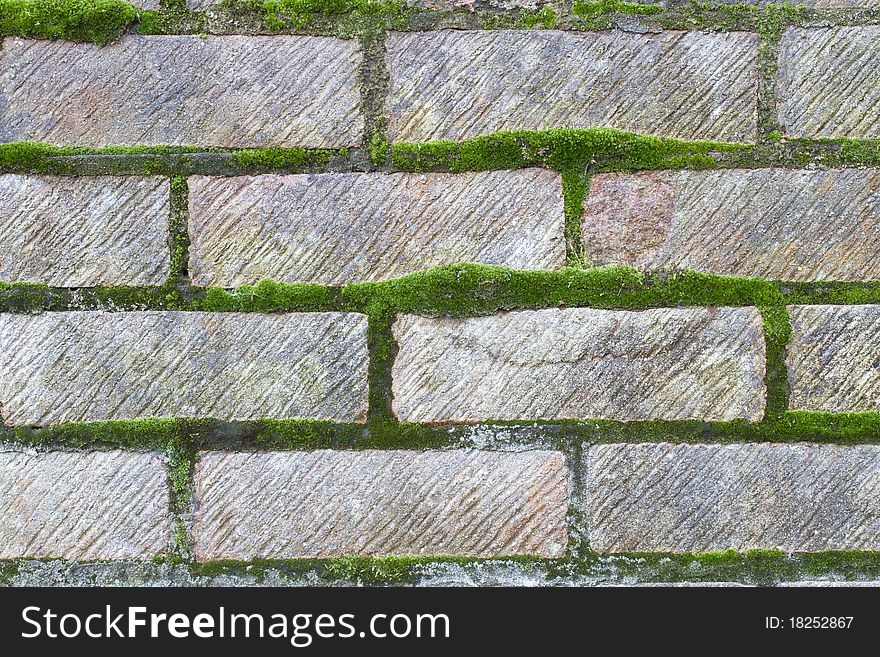 Moss growing on mortar between bricks in a wall. Moss growing on mortar between bricks in a wall