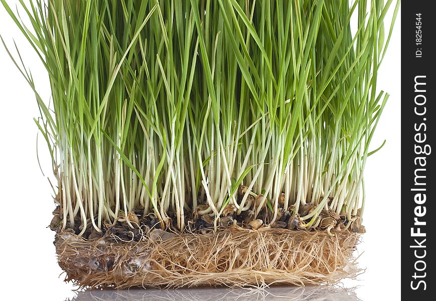 Wheat Sprouts Close-up,  Isolated On White