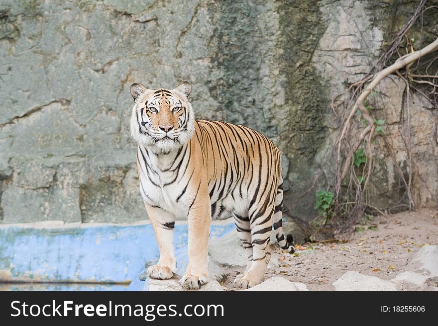A bengal tiger in Thailand zoo. A bengal tiger in Thailand zoo.