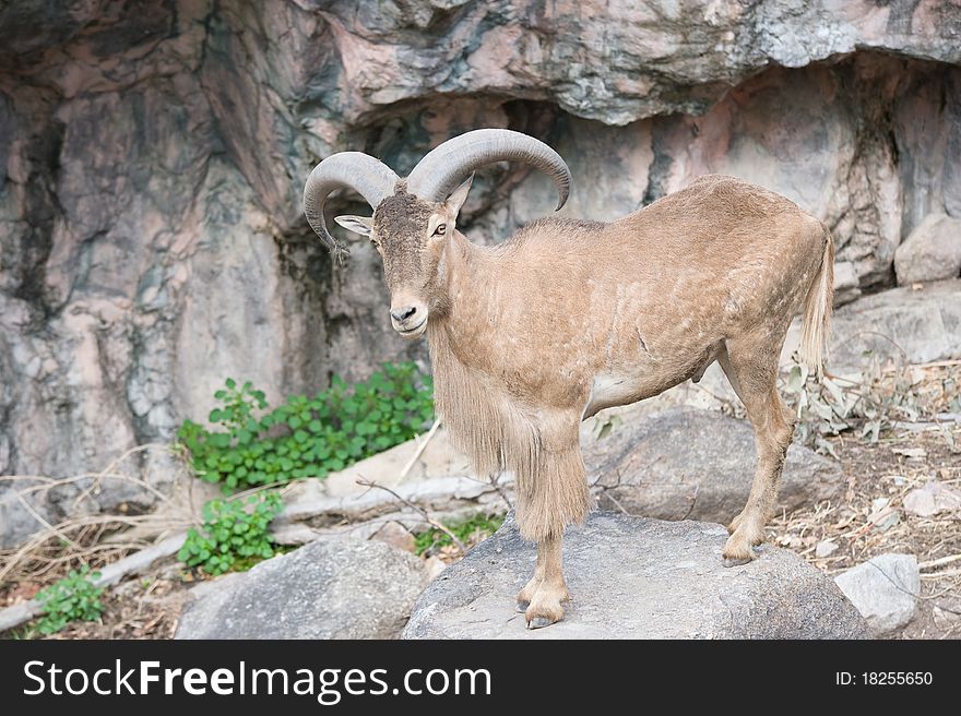 Bighorn Sheep Ram standing on a rock. Bighorn Sheep Ram standing on a rock.