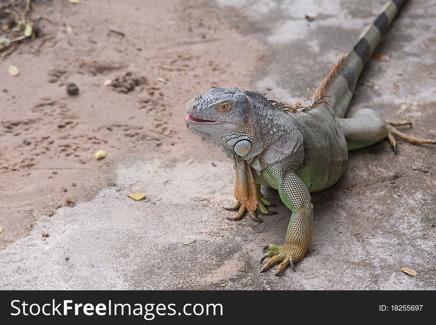 Portrait of an iguana in the Thailand. Portrait of an iguana in the Thailand.