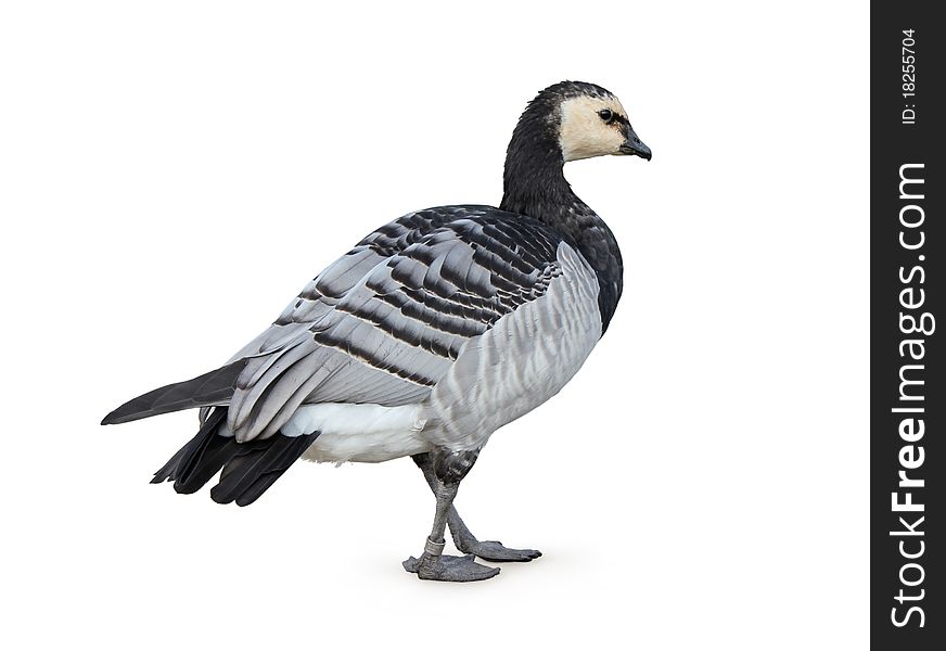 Adult Barnacle Goose (Branta Leucopsis) isolated on white