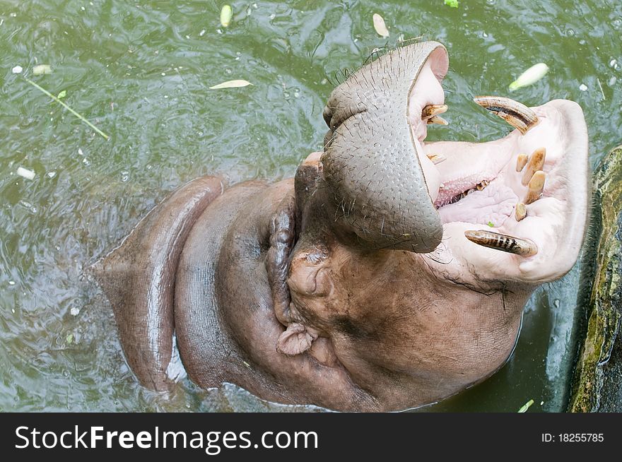 Hippopotamus with the opened mouth. Hippopotamus with the opened mouth.