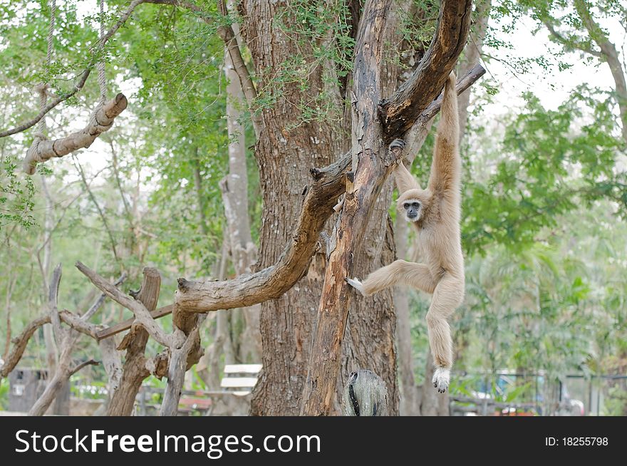 Brown Gibbon Hanging On Tree.