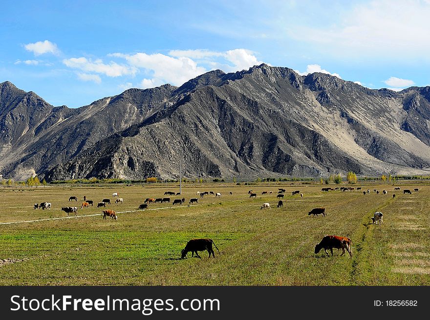 Mountain landscape with grazing livestock, shot in Tibet.