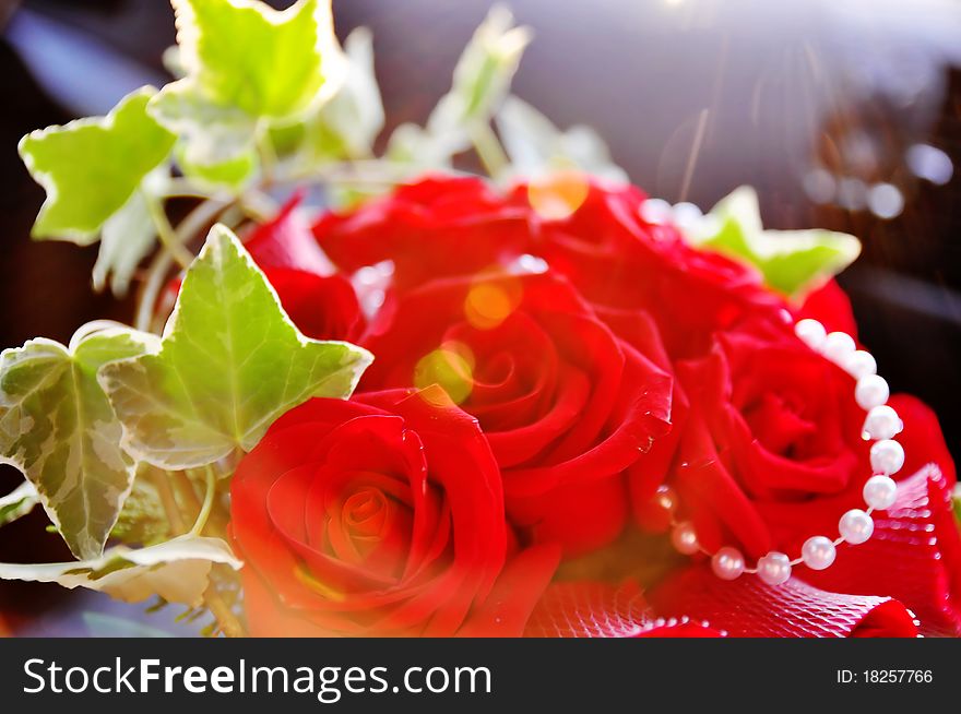 Sun Rays Shining On Beautiful Blood Red Roses