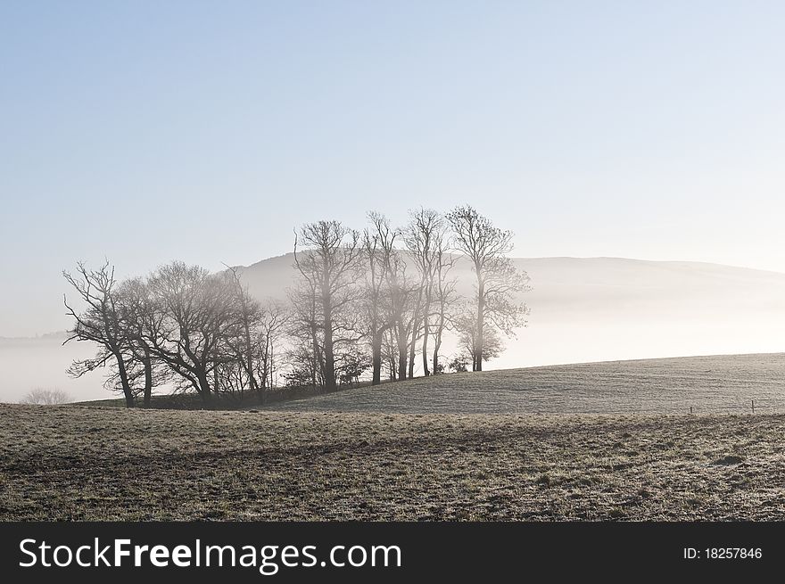 Trees In Morning Mist