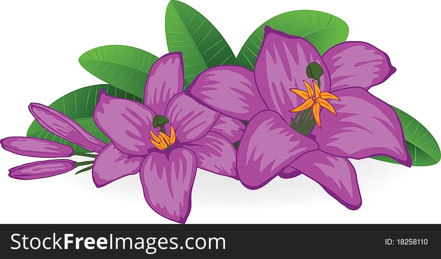 Flower a lily. Element for design illustration.