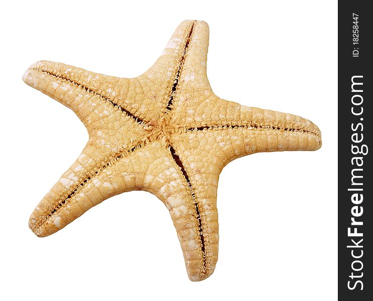 Starfish isolated on white background with clipping path