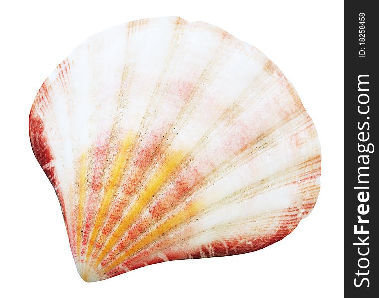 Shell mollusks isolated on white background with clipping path
