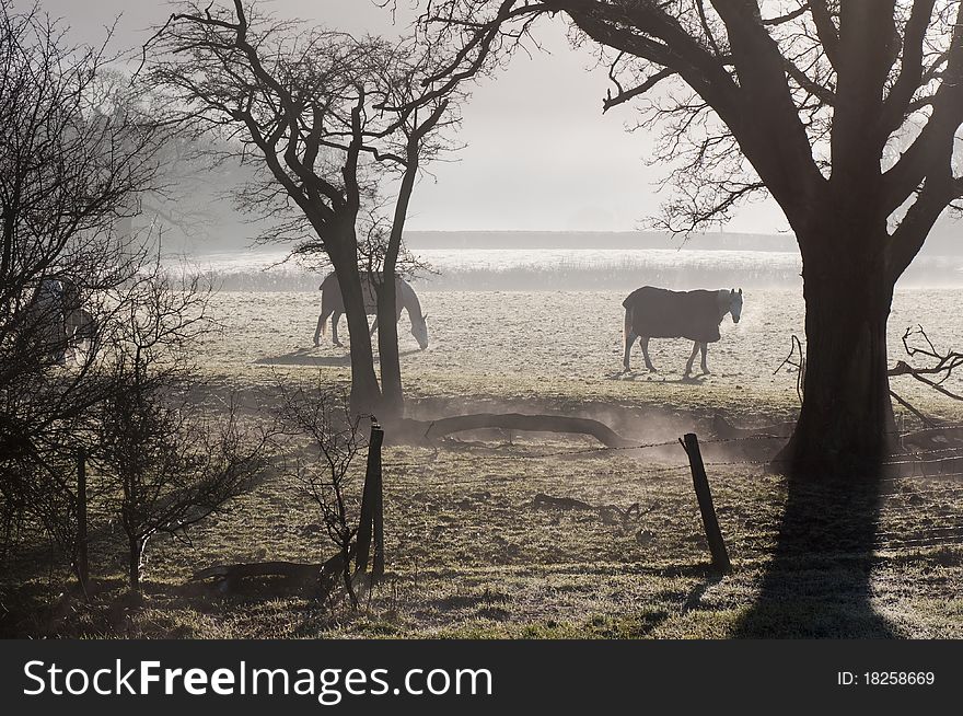 Horses in morning mist