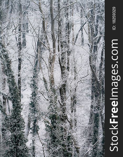 Bird view on forest in winter. Bird view on forest in winter