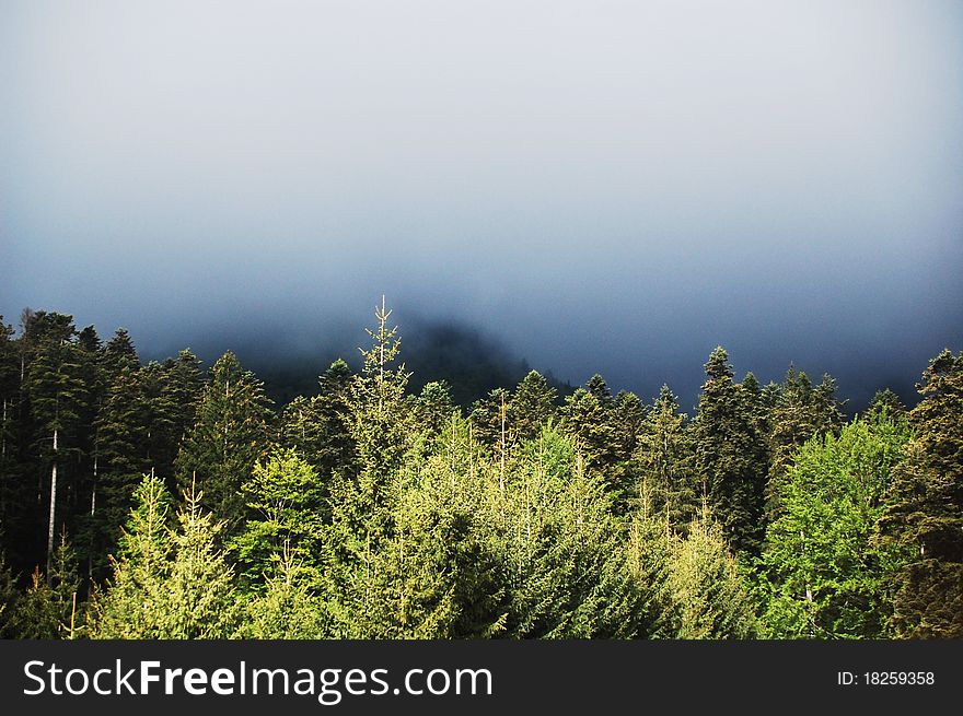 Fir forest and fog in the carpathian mountains. Fir forest and fog in the carpathian mountains