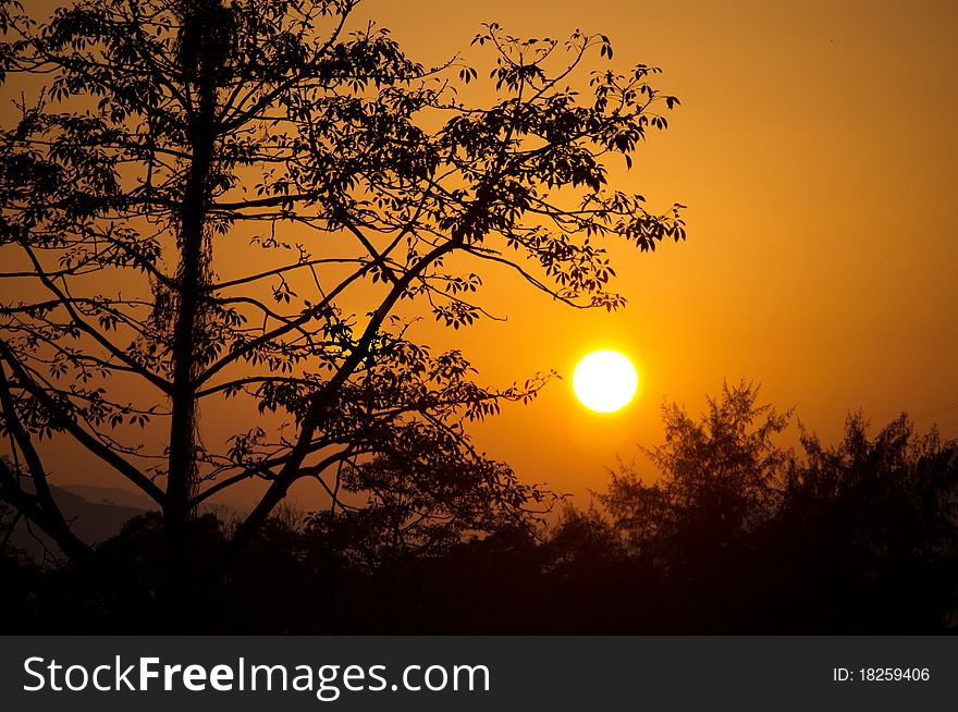 The warm yellowish sunset with shadows of trees in the foreground. The warm yellowish sunset with shadows of trees in the foreground.