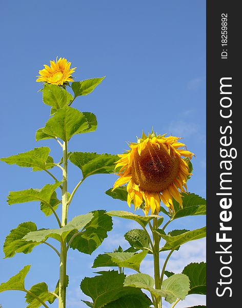 Sunflowers have always come in different sizes. Sunflowers have always come in different sizes