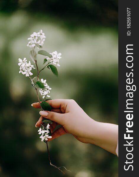 Beautiful flower branch in the hands of a girl on a green background